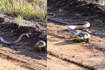 பாம்பையே ஏமாற்றிய தவளை: ஆர்வமூட்டும் காணொளி