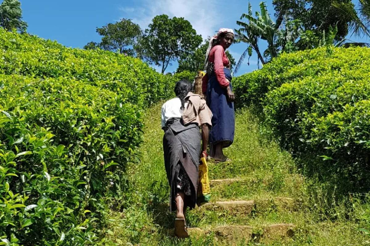 மலையக மக்களை ஏமாற்றுகின்றதா அநுர அரசாங்கம்..! மனோ அழுத்தம் | Anura Government Deceiving The Up Country People
