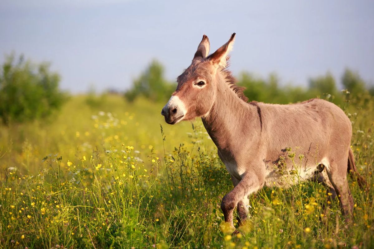 வாஸ்து: வீடுகளில் கழுதை படம் மாட்டலாமா ? கூடாதா? | Can We Place Donkey Pic At Home According Vastu வாஸ்து: வீடுகளில் கழுதை படம் மாட்டலாமா ? கூடாதா? | Can We Place Donkey Pic At Home According Vastu