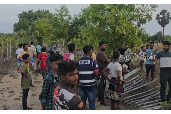 புதுக்குடியிருப்பு பகுதிக்குள் புகுந்து காட்டு யானைகள் அட்டகாசம்: விடுக்கப்பட்டுள்ள கோரிக்கை | Wild Elephants Enter Pudukudiyiruppu Area