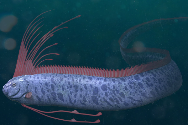 பேரழிவுக்கான அறிகுறி..! பாம்பனில் கரை ஒதுங்கிய அரிய வகை மீன் | Mysterious Oarfish Doomsday Fish Caught Tamil Nadu