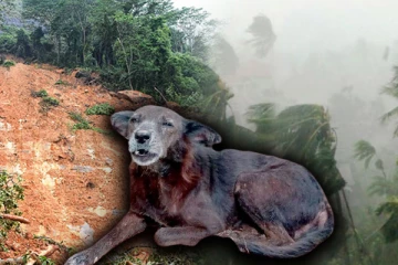 நாய் ஒன்றினால் காப்பாற்றப்பட்ட நால்வரின் உயிர்கள்: களுத்துறையில் நெகிழ்ச்சி சம்பவம்