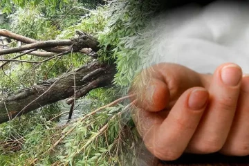 வெட்டப்பட்ட மரம் விழுந்ததில் ஒருவர் பரிதாபமாக உயிரிழப்பு!