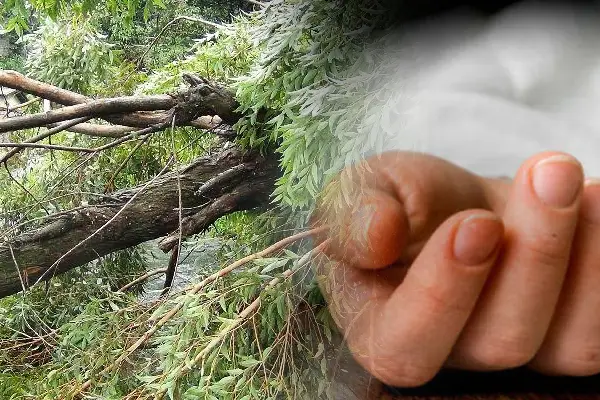 வெட்டப்பட்ட மரம் விழுந்ததில் ஒருவர் பரிதாபமாக உயிரிழப்பு! - ஐபிசி தமிழ்