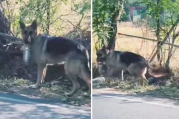 தினமும் 2 கி.மீ. நடந்து உரிமையாளருக்கு சாப்பாடு எடுத்து செல்லும் நாய்! வைரலாகும் காட்சி