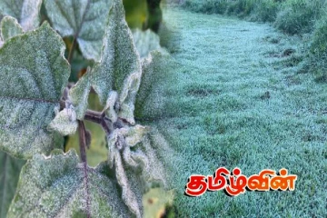 நுவரெலியாவில் உறைபனி பொழிவு : கவலை வெளியிட்ட மக்கள்