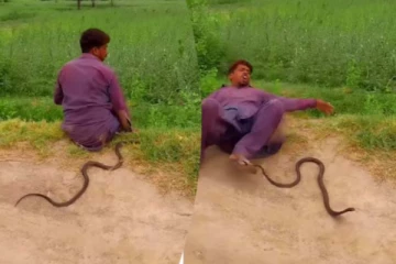 நபரின் ஆடைக்குள் நுழைய நினைத்த பாம்பு... பின்பு நடந்ததை நீங்களே பாருங்க