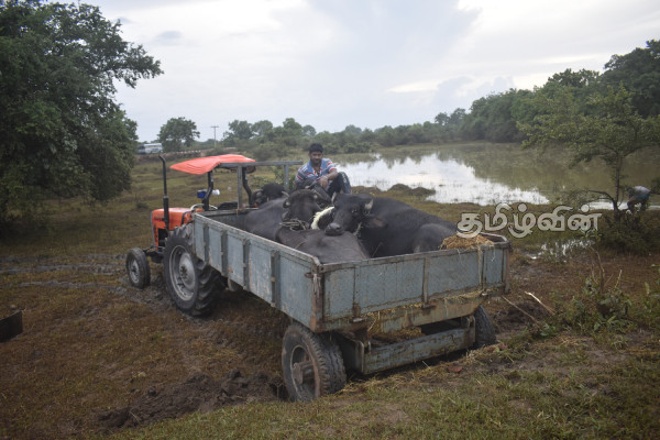 கடுமையான வெள்ளப்பெருக்கினால் கால்நடைகள் உயிரிழப்பு | Animals Killed In Severe Flood கடுமையான வெள்ளப்பெருக்கினால் கால்நடைகள் உயிரிழப்பு | Animals Killed In Severe Flood