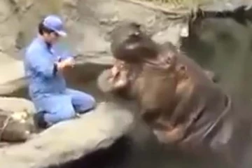 நீர் யானை பல் துலக்கி பார்த்ததுண்டா? நம்பமுடியாத காட்சி இதோ