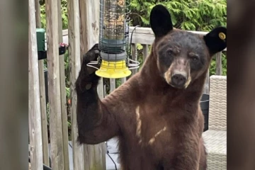 கனடாவில் கரடியிடமிருந்து தெய்வாதீனமாக உயிர் தப்பிய நபர்