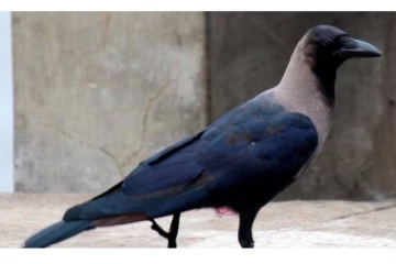 இந்த மாதியான காகம் தினமும் வீட்டிற்கு வருகிறதா? இதுதான் அர்த்தம்- அவசியம் தெரிஞ்கோங்க!