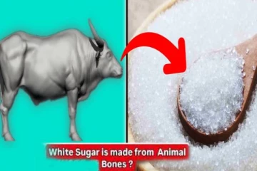 வெள்ளை சர்க்கரை அசைவமா? கட்டாயம் தெரிஞ்சிக்கோங்க