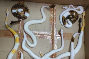 பாங்காக்கில் இருந்து விமானத்தில் மலைப்பாம்புகள் கடத்தல்: மும்பை அதிகாரிகளிடம் சிக்கிய நபர்