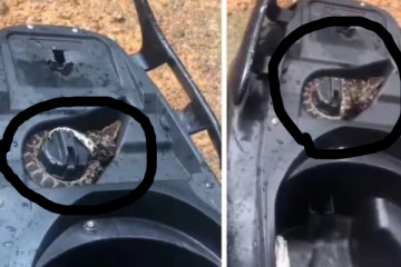 ஸ்கூட்டரில் சுற்றியிருந்த பாம்பு! வைரலாகும் வீடியோ காட்சி