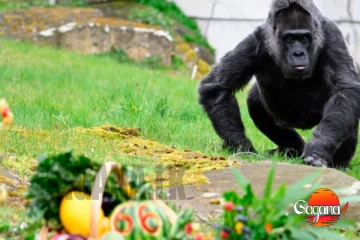 ලොව වයස්ගතම ගෝරිල්ලා "ෆටූ"ට හෙට දිනට 68යි