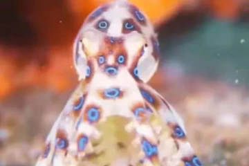 20 நிமிடங்களில் மனிதனை கொல்லும் ஆக்டோபஸ்.., கொடிய விஷம் பற்றி முழு விவரம்