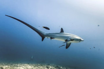 சவுக்கு சுறா மீன்களை பிடித்த இருவர் கைது