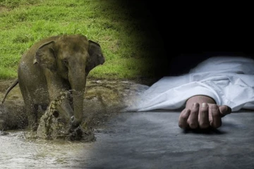 மட்டக்களப்பில் வயல் பகுதியில் யானை தாக்கி விவசாயி பலி