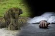மட்டக்களப்பில் வயல் பகுதியில் யானை தாக்கி விவசாயி பலி