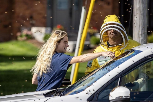 டிரக்கிலிருந்து விழுந்த 5 மில்லியன் தேனீக்கள்! | 5 Million Bees Fell Off A Truck In Canada