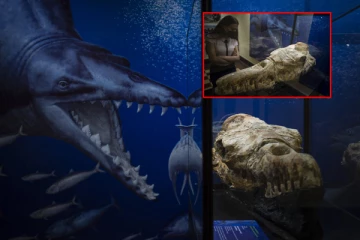 360 லட்சம் ஆண்டுகளுக்கு முன் வாழ்ந்த  திமிங்கலத்தின் தலைப்பகுதி கண்டுபிடிப்பு