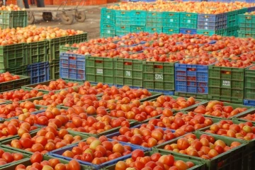 ஒரு கிலோ 200 ரூபாயை எட்டவுள்ள தக்காளி விலை - தக்காளியா? தங்கமா? இல்லத்தரசிகள் அதிர்ச்சி!