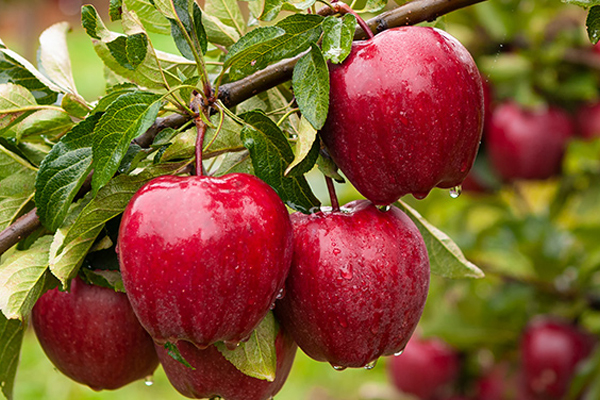கொய்யா இலையால் இந்த நோயை தீர்க்கலாமா! | Guava Leaves Can Cure This Disease