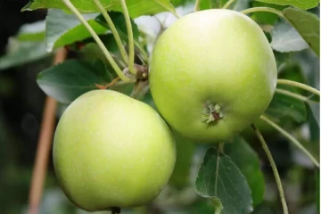 க்ரீன் ஆப்பிளை தோலுடன் நீரிழிவு நோயாளி சாப்பிட்டால் என்ன நடக்கும் தெரியுமா?