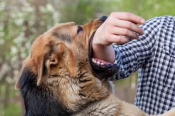யாழில் நாய் கடித்து உயிரிழந்த இளைஞன்