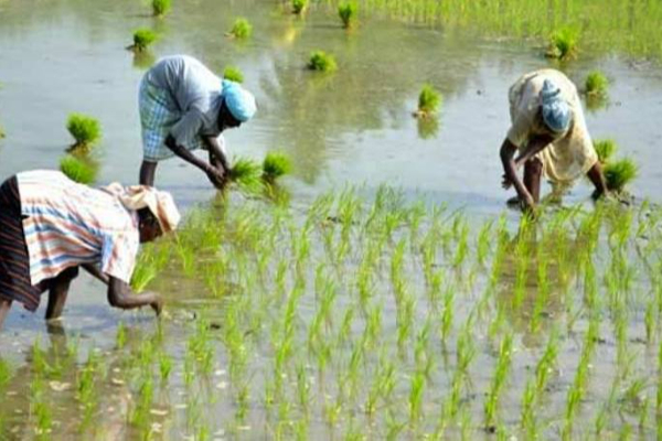 இலங்கையில் இளைஞர்களுக்கு அரச நிலம்! ஜனாதிபதி உத்தரவு | Land For Youngers In Srilanka Gotabaya Order