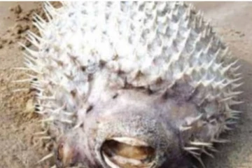 முள்ளம்பன்றி தோற்றத்தில் கரை ஒதுங்கிய அதிசய பேத்தை மீன்கள்.. அதிர்ச்சியில் மூழ்கிய மக்கள்!