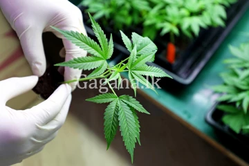 ඔය කියන තරමටම ගංජා වල ආර්ථික වාසියක් තියෙනවද? - ජාත්‍යන්තර කංසා වෙළඳපොලට සිදු වී ඇති දේ.