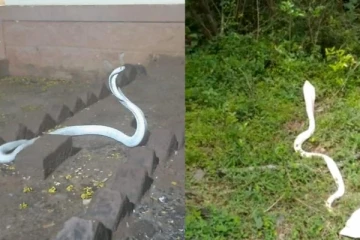 அறிய வகை வெள்ளை நாக பாம்பு; திரண்ட மக்கள் - வைரல் ஃபோட்டோ!