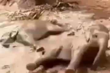 சேற்றில் மூழ்கி கிடக்கும் குட்டி யானைகள்! குழந்தைகளையும் மிஞ்சிய விளையாட்டுத்தனம்