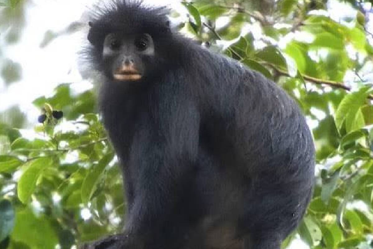 கொங்கோ காடுகளில் கண்டறியப்பட்ட புதிய குரங்கு இனம் | Monkey With Orange Lips Forests Of The Congo