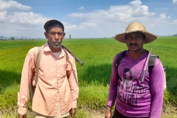 பங்கசு நோய்த் தாக்கத்தினால் விவசாயம் பாதிப்பு! விவசாயிகள் விசனம் (Photos)