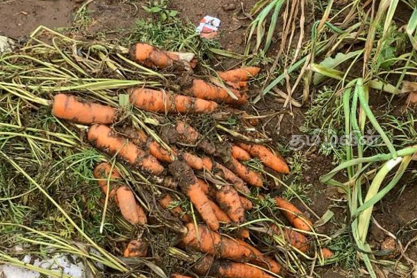 நுவரெலியா- கந்தப்பளையில் வெள்ளத்தால் மரக்கறிகள் அழிவு | Floods Destroy Vegetables In Nuwara Eliya நுவரெலியா- கந்தப்பளையில் வெள்ளத்தால் மரக்கறிகள் அழிவு | Floods Destroy Vegetables In Nuwara Eliya