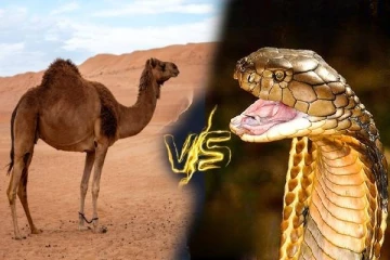 26 வகை பாம்புகளின் விஷத்தை முறிக்கும் ஆற்றல்! ஒட்டகத்தின் கண்ணீருக்கு இவ்வளவு சக்தியா?