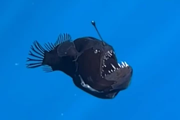 දුර්ලභ දසුනක්..බලන්නකෝ දියරකුසෙක් වගේ පෙනුම තියන එයා කරලා තියන හපන් කම...