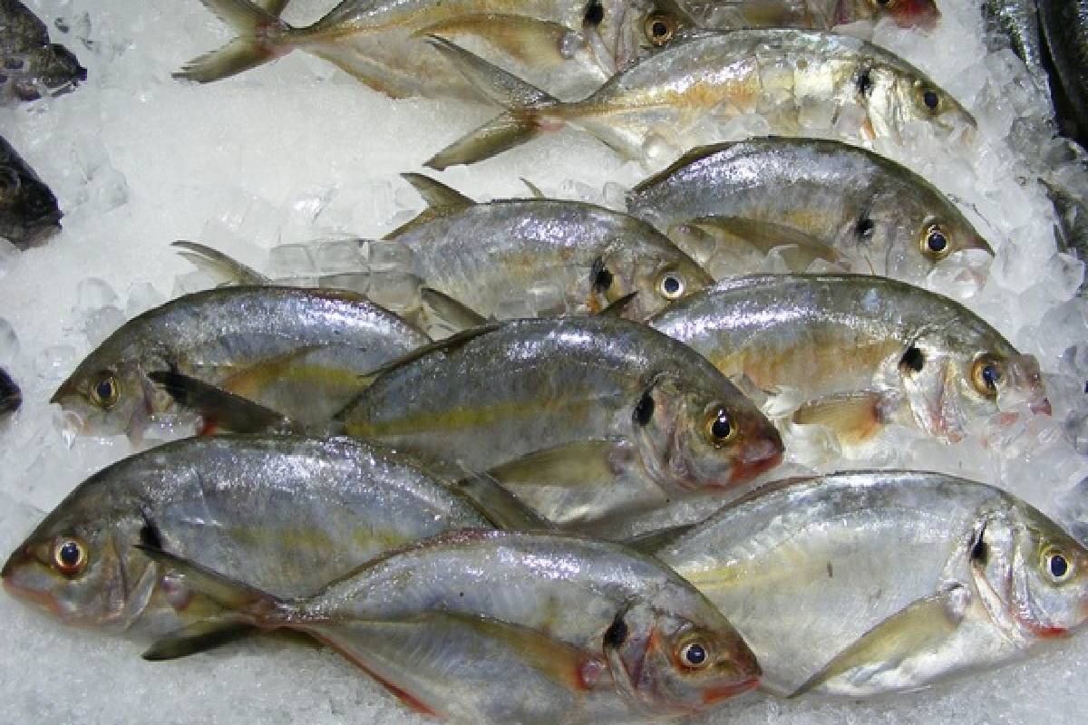 மத்திய கிழக்கு நெருக்கடியால் மீன் ஏற்றுமதிக்கு ஏற்பட்ட தாக்கம் | Impact Of The Middle East Crisis On Fish Exports