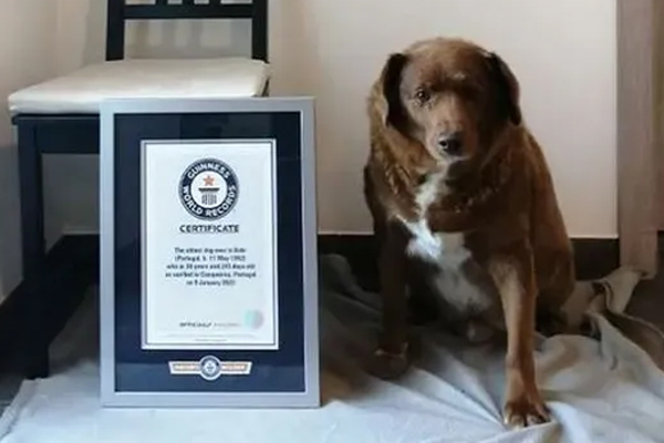 உலகின் மிக வயதான நாய் உயிரிழப்பு | Worlds Oldest Dog Dies