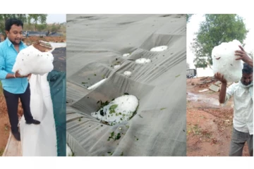 கர்நாடகாவில் பெய்த ராட்சத ஆலங்கட்டி மழை- ரூ. 1 கோடி மதிப்பிலான திராட்சை தோட்டம் நாசம்