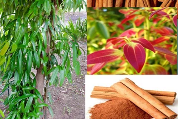 இயக்கச்சி பண்ணையில் பல புதிய முயற்சிகள்