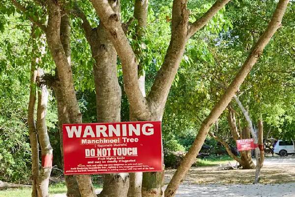 தொட்டாலே உயிரைப் பறிக்கும் உலகின் ஆபத்தான மரம்! எங்க இருக்குதுன்னு தெரியுமா? | Where Is The Most Poisonous Tree In The World