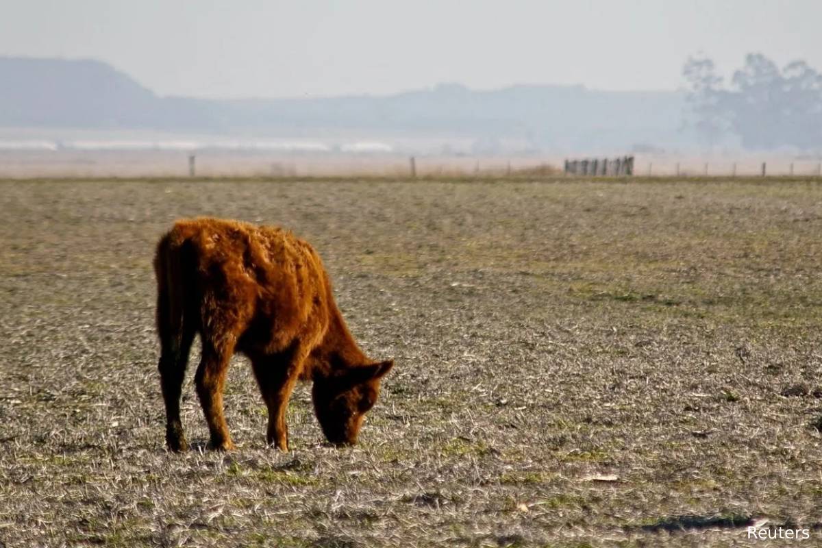 கனடாவில் எல் நினோ ஏற்படுத்தவிருக்கும் பாதிப்பு | El Nino Could Affects Canada Winter கனடாவில் எல் நினோ ஏற்படுத்தவிருக்கும் பாதிப்பு | El Nino Could Affects Canada Winter