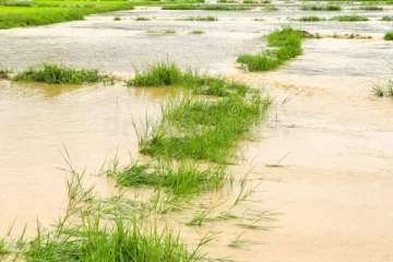 கனமழையால் தம்பலகாமம் வயல் நிலங்கள் நீரில் மூழ்கியது