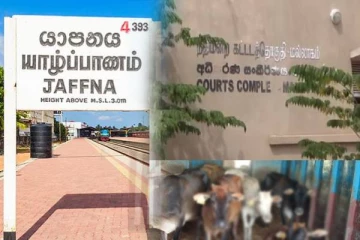 இறைச்சிக்காக கடத்தப்பட்ட மாடுகள் யாழில் மீட்பு: தீவிரமடையும் விசாரணை