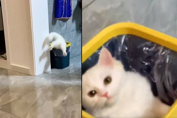 தலைகீழாக தான் குதிப்பேன்! குப்பை தொட்டிக்குள் சிக்கிய பூனை - பார்வையாளர்களை சிரிக்க வைத்த காட்சி! | Cat Stuck In A Garbage Viral Video