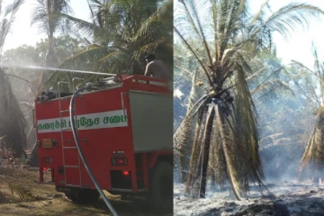 திடீரென பரவிய தீயினால் பயன்தரு தென்னைகள் கருகின!