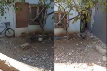 பறந்து பறந்து கால்பந்து விளையாடும் சேவல்! பார்வையாளர்களை வியக்க வைத்த வீடியோ